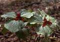 Trillium Erectum